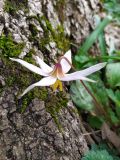 Erythronium caucasicum. Цветок. Краснодарский край, городской округ Сочи, Хостинский р-н, туристическая тропа \"Орлиные скалы\", широколиственный лес, рядом с обрывом. 17.03.2023.