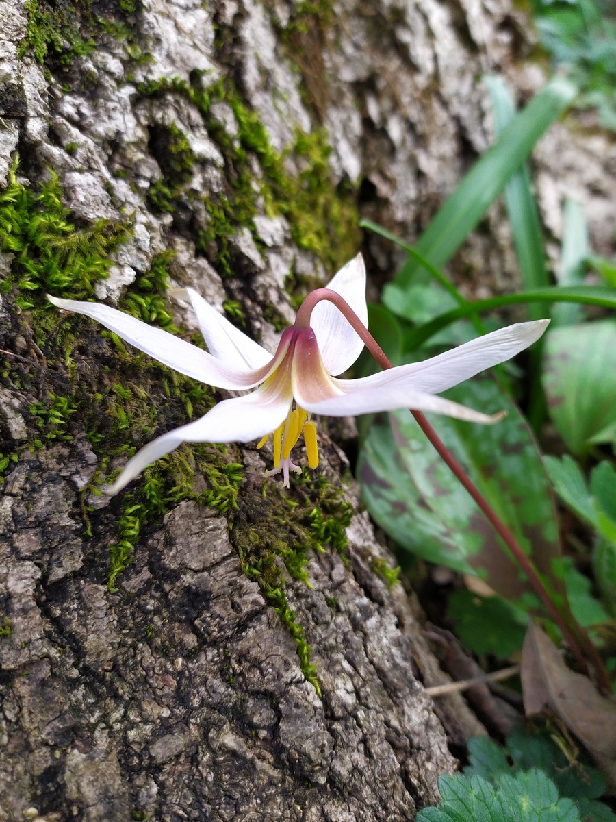 Image of Erythronium caucasicum specimen.