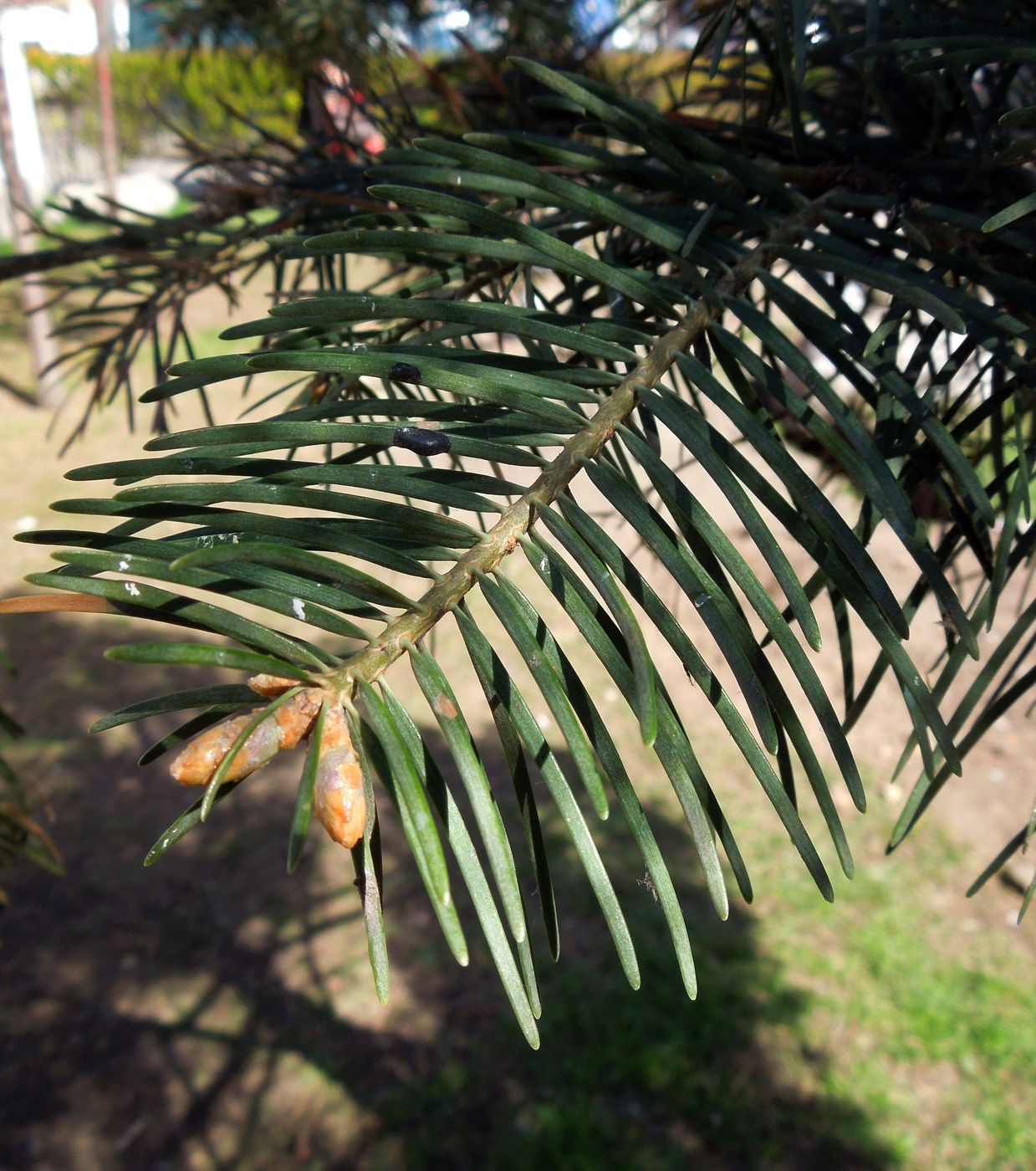 Image of Abies concolor specimen.