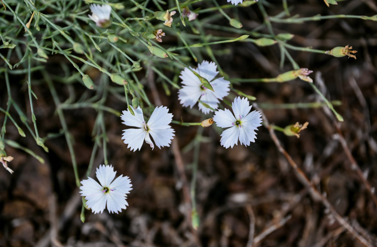 Image of Dianthus uralensis specimen.