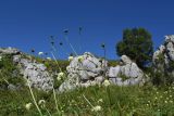 Cephalaria gigantea. Верхушка цветущего растения. Адыгея, Кавказский биосферный заповедник, плато Лаго-Наки, хр. Каменное Море, 250 м к югу от ретранслятора, большой карстовый провал. 16 августа 2023 г.