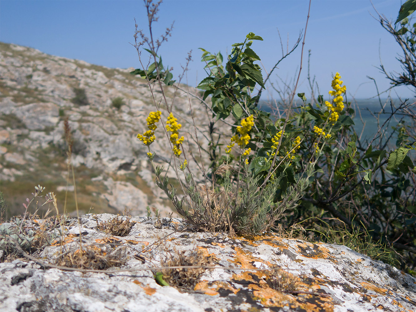 Изображение особи Galium verum.
