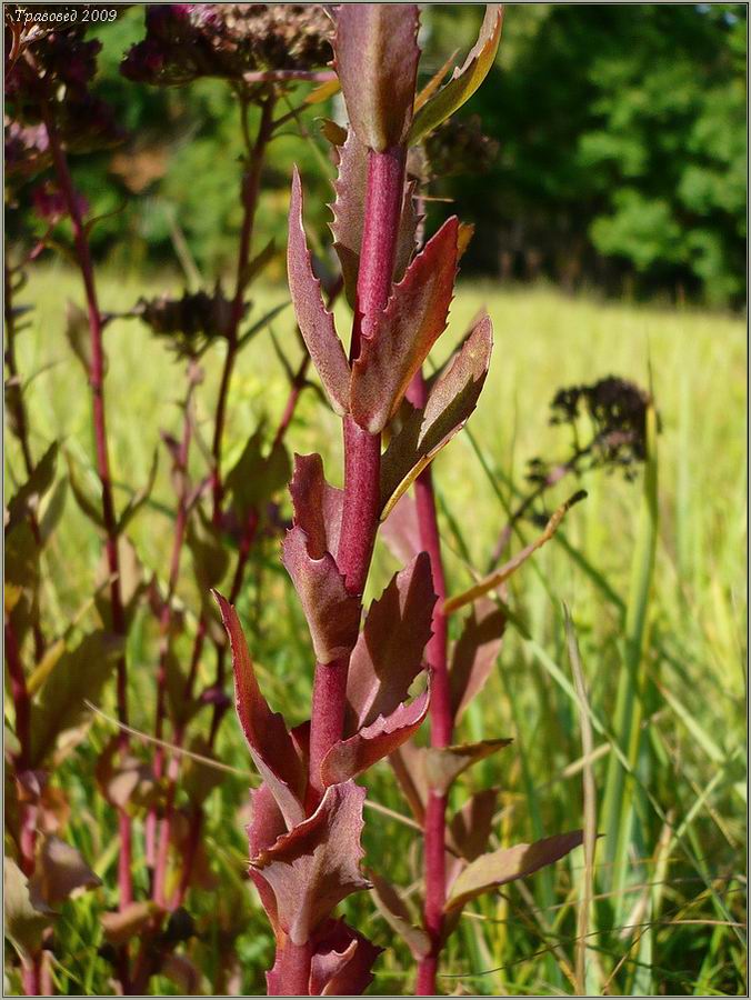 Изображение особи Hylotelephium triphyllum.