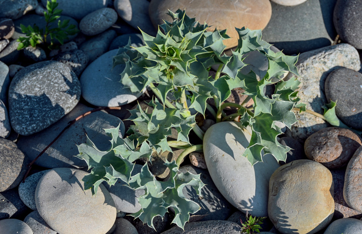 Изображение особи Eryngium maritimum.