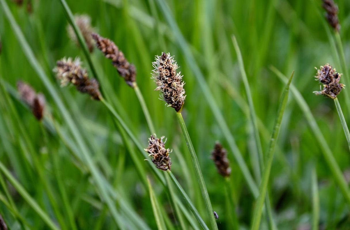 Изображение особи род Carex.