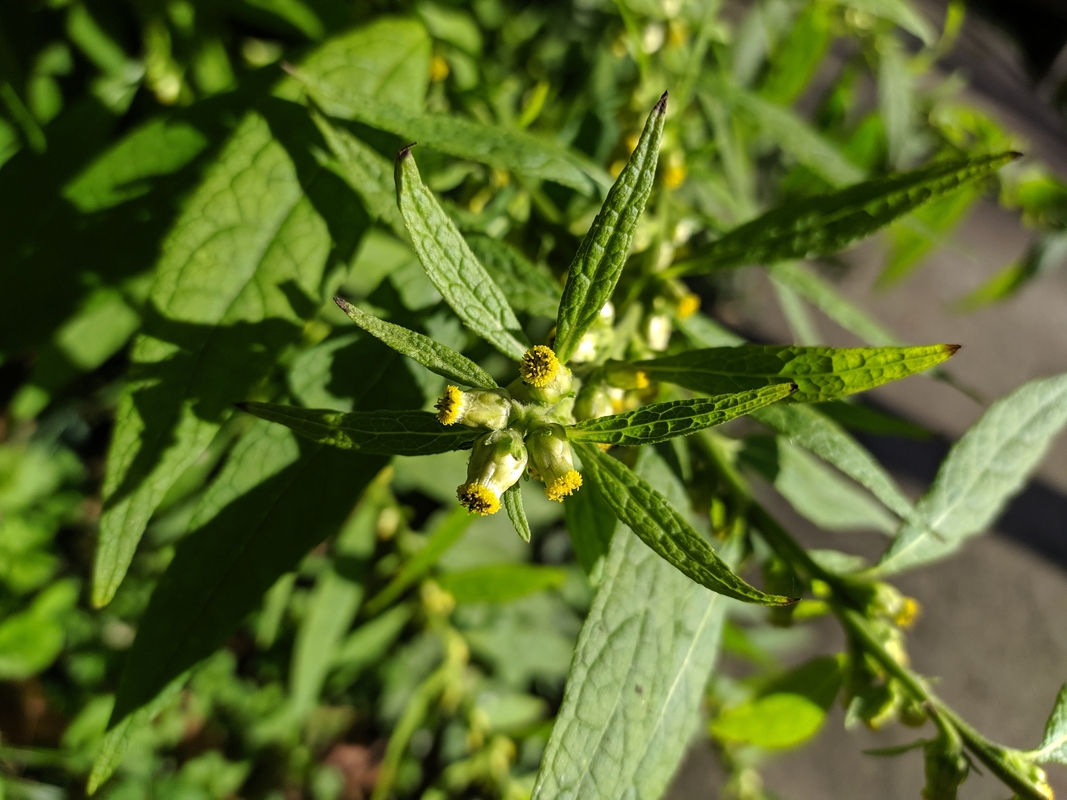 Изображение особи Carpesium abrotanoides.