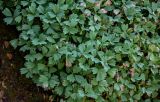 Potentilla miyabei