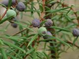 Juniperus communis. Часть ветви с недозрелыми и подсохшими прошлогодними шишкоягодами. Беларусь, Минская обл., Мядельский р-н, национальный парк \"Нарочанский\", окр. санатория \"Журавушка\", в подлеске сосново-елового зелёномошного бора. 08.04.2024.