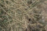 Cynodon dactylon