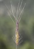 Image of specimen