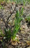 Silene viscosa