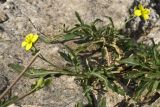 Diplotaxis tenuifolia. Цветущее растение. Ростовская обл., Неклиновский р-н, хут. Мержаново, побережье Азовского моря. 19.09.2010.