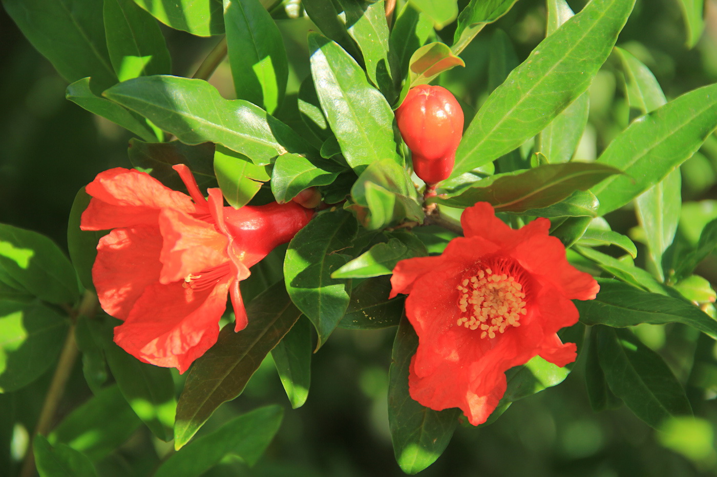 Изображение особи Punica granatum.