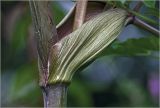 Angelica sylvestris