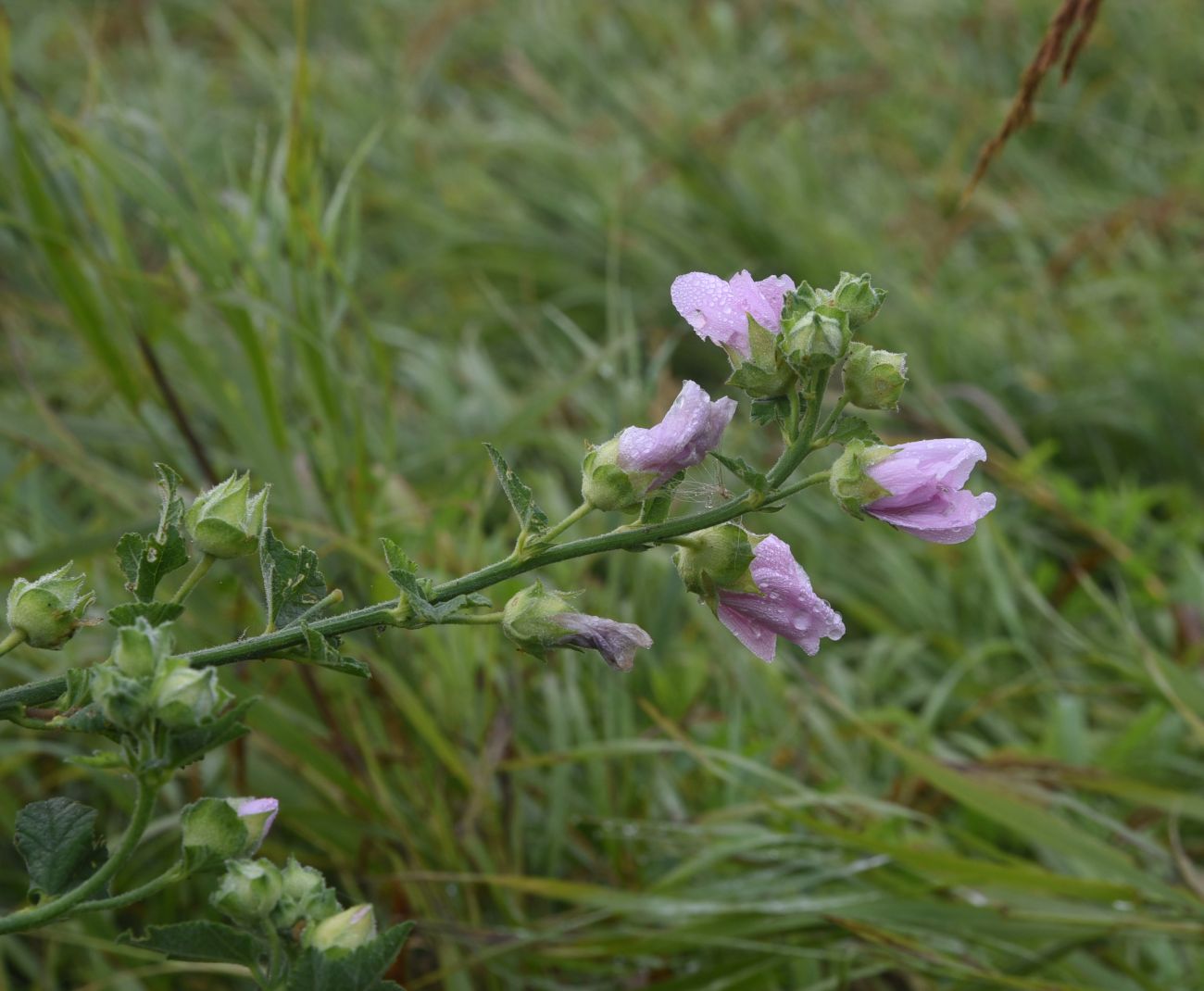 Image of Malva thuringiaca specimen.