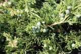 Juniperus sabina. Ветви с шишкоягодами (культивар 'Variegata'). Псков. 27.06.2006.