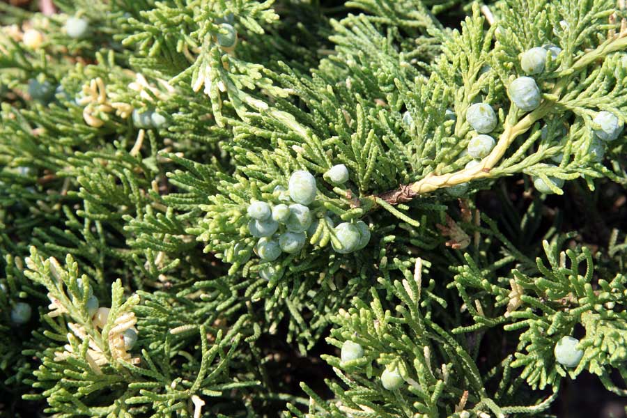 Image of Juniperus sabina specimen.