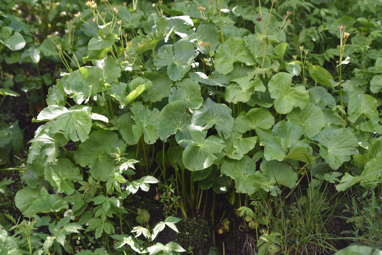Изображение особи Caltha polypetala.