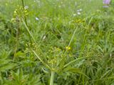 семейство Apiaceae. Верхушка побега с соцветием. Карачаево-Черкесия, Зеленчукский р-н, гора Джисса, ≈ 1600 м н.у.м., субальпийский луг. 14.06.2024.