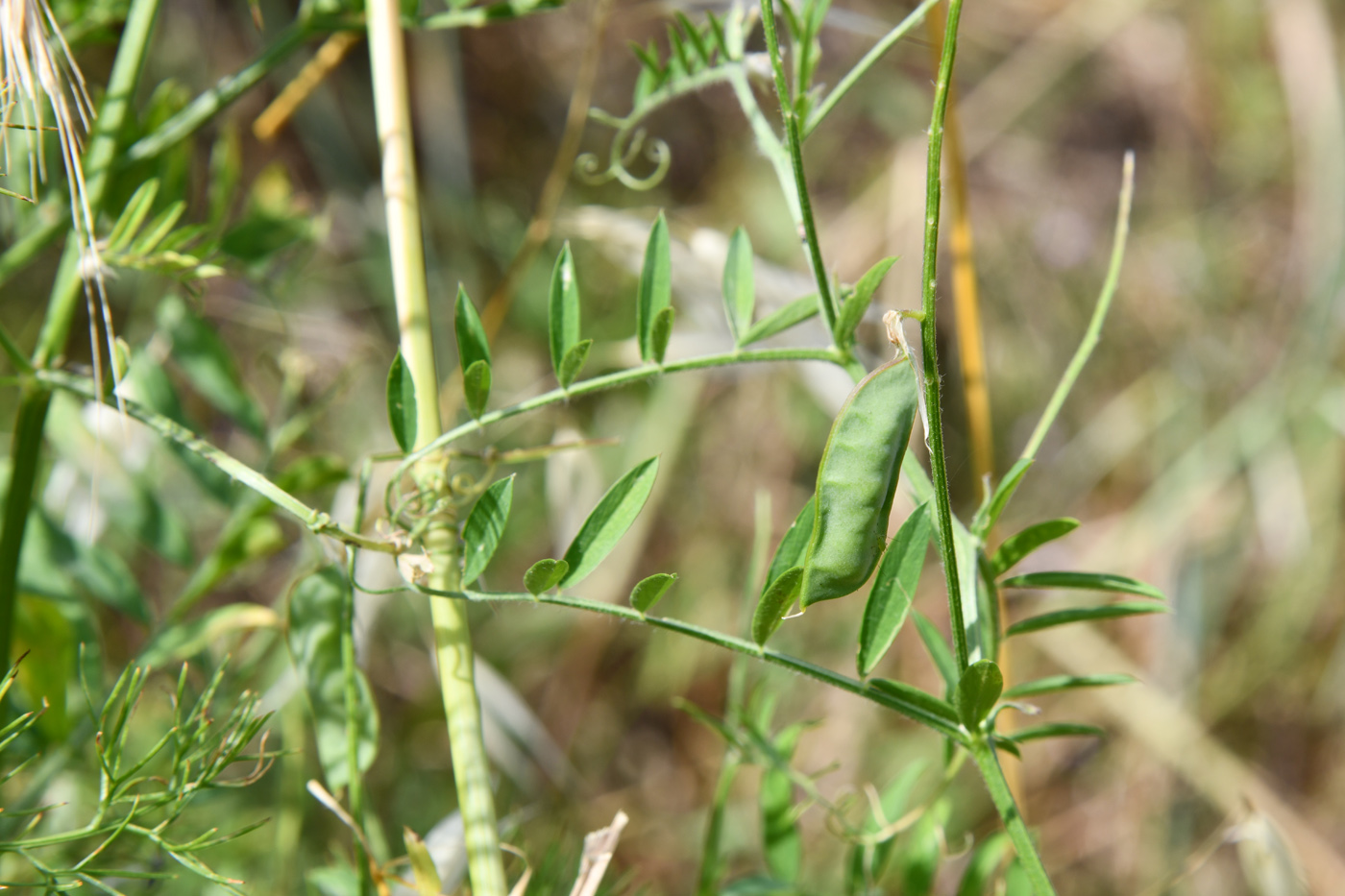 Image of genus Vicia specimen.