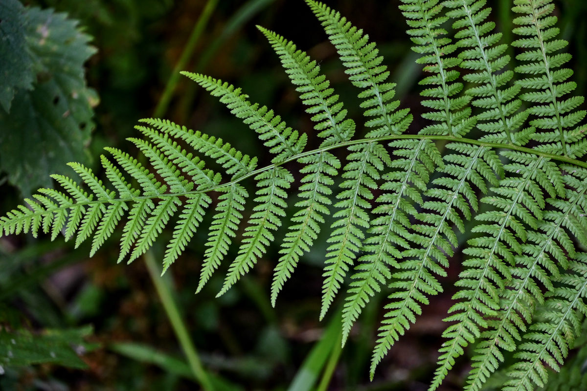 Изображение особи Athyrium filix-femina.