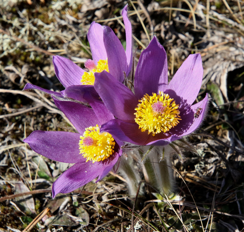 Image of Pulsatilla patens specimen.