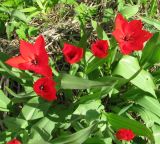 genus Tulipa