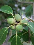 genus Quercus