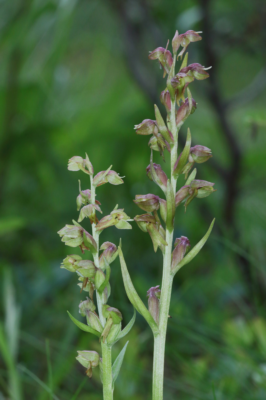 Image of Dactylorhiza viridis specimen.