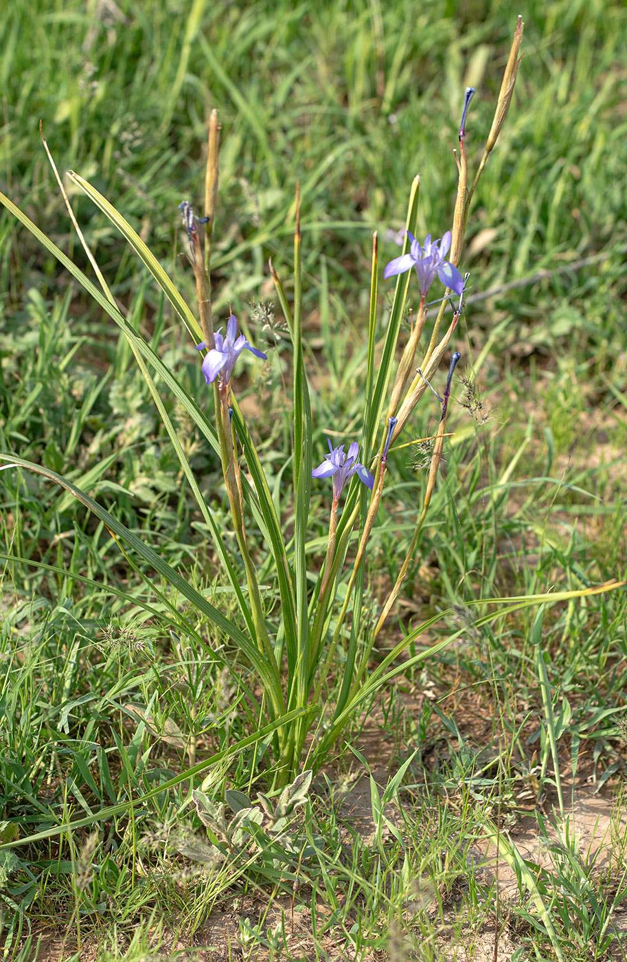 Изображение особи Iris oxypetala.