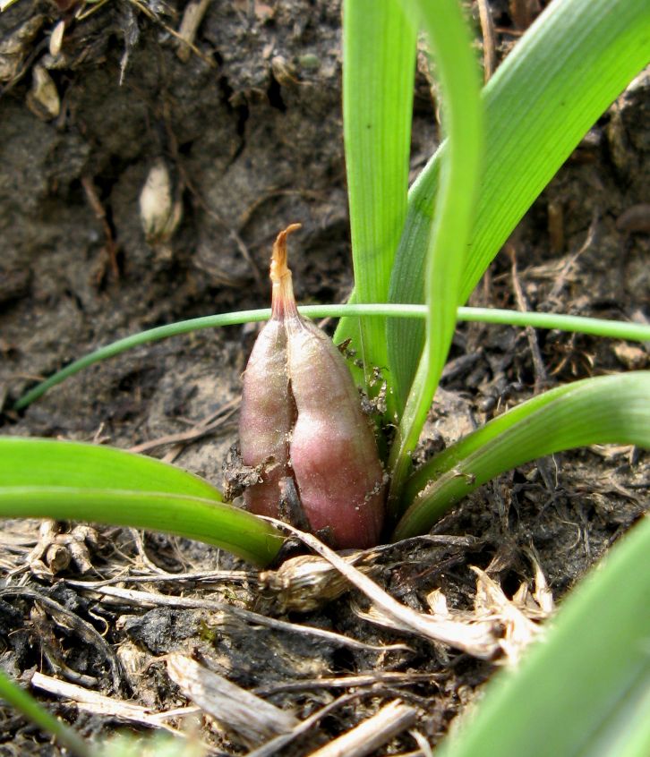 Image of Colchicum arenarium specimen.