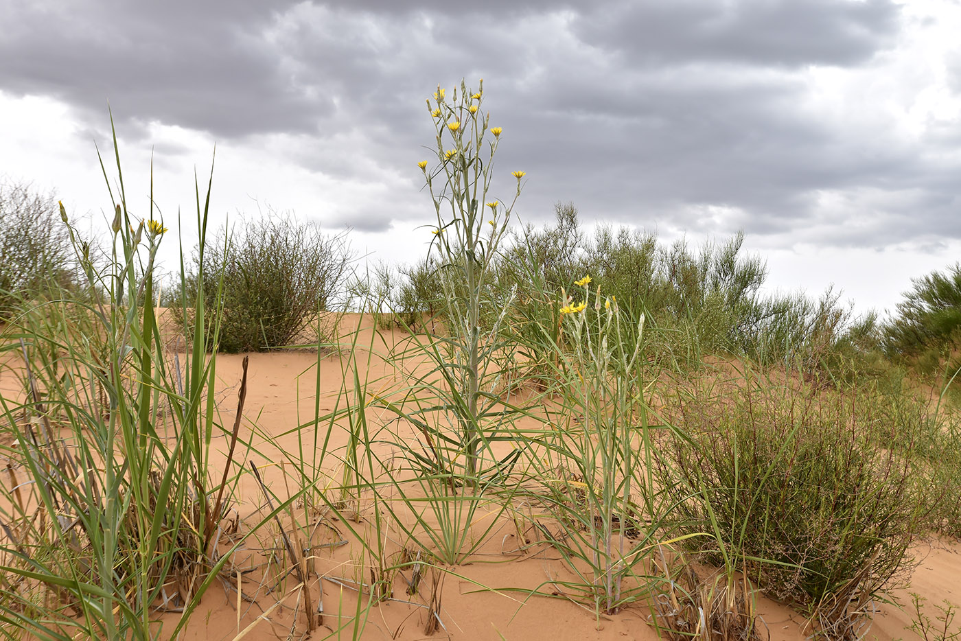 Image of genus Tragopogon specimen.