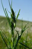 род Tragopogon. Верхушка побега с развивающимся соцветием. Оренбургская обл., Кувандыкский муниципальный округ, степь. 28 мая 2024 г.
