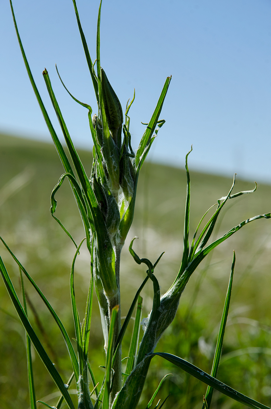 Изображение особи род Tragopogon.