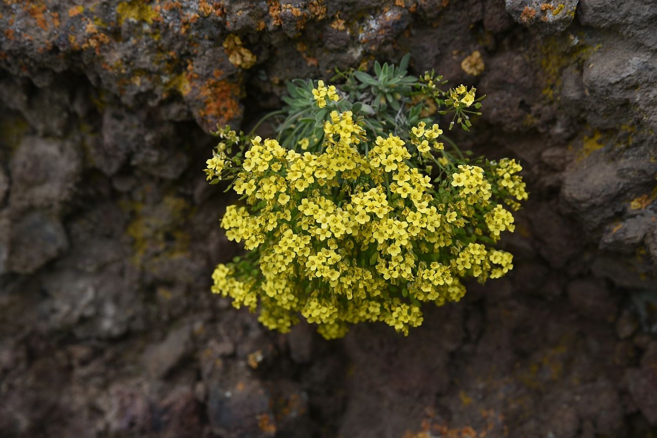 Изображение особи Draba rosularis.