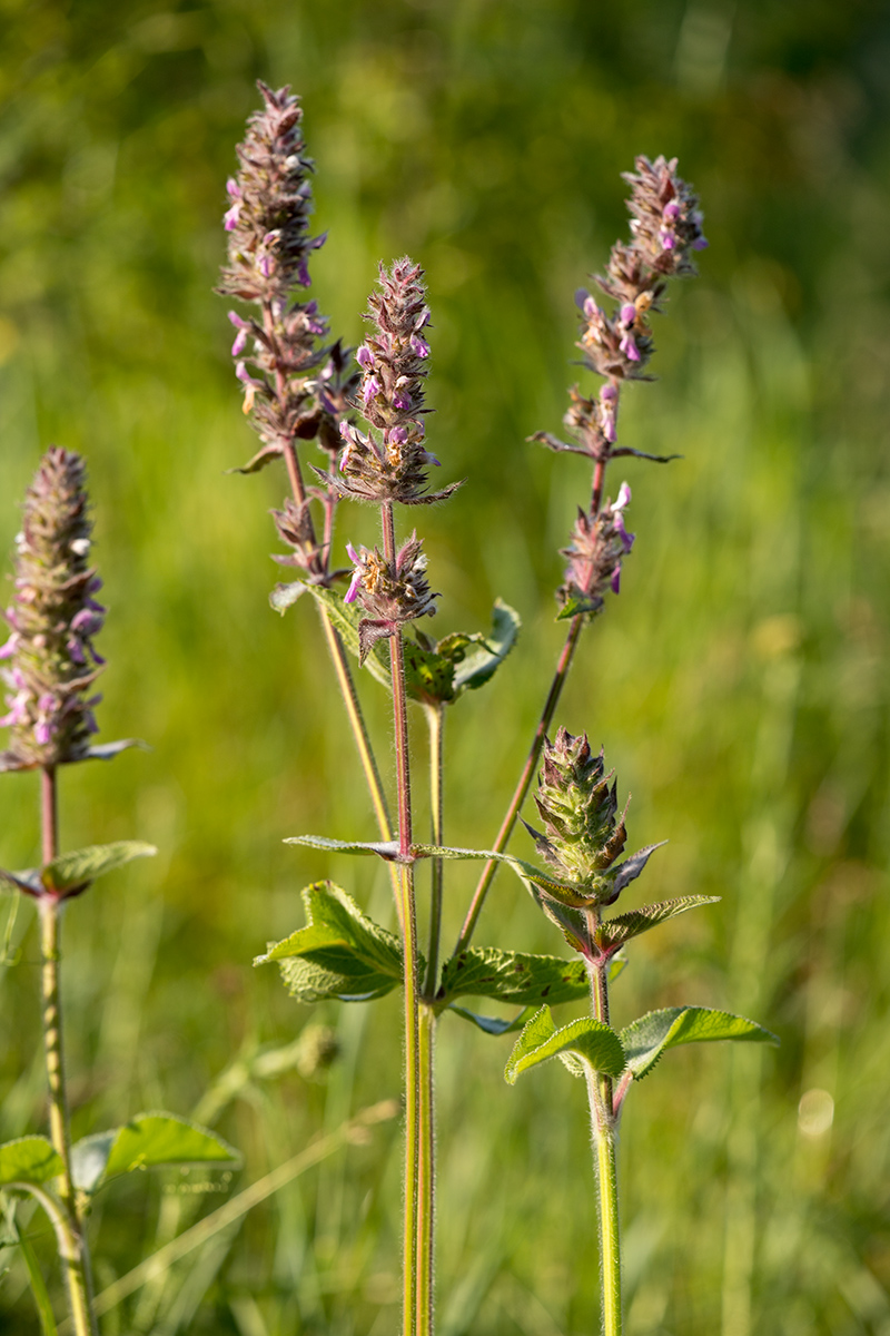 Изображение особи Stachys germanica.