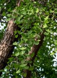 Ginkgo biloba. Верхушка ветви. Китай, пров. Цзянсу, г. Сучжоу, в культуре. 27.05.2025.