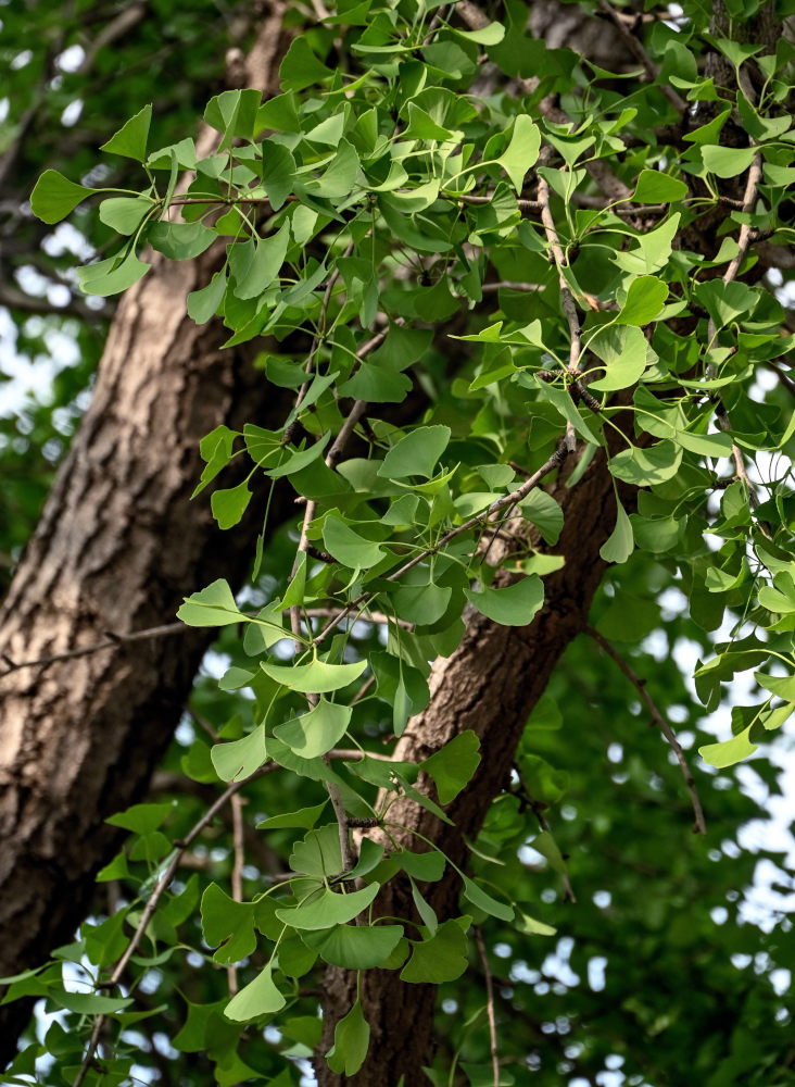 Image of Ginkgo biloba specimen.