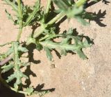 Senecio vernalis