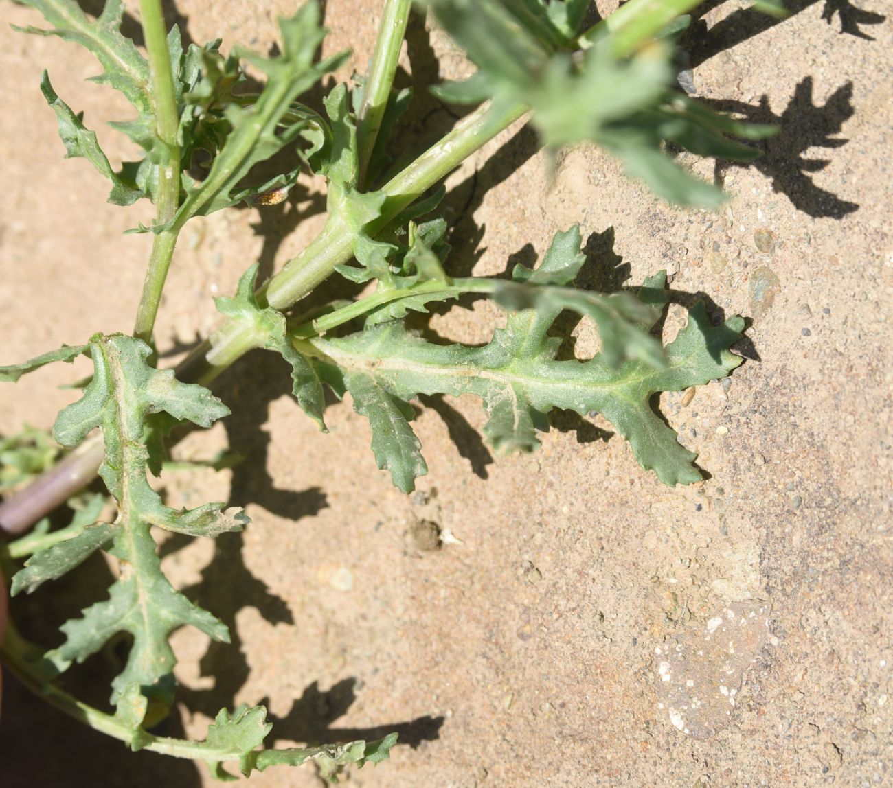Изображение особи Senecio vernalis.