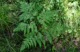 Pteridium pinetorum