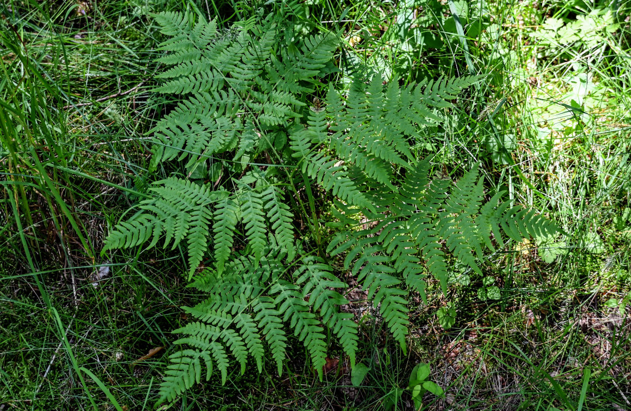 Image of Pteridium pinetorum specimen.