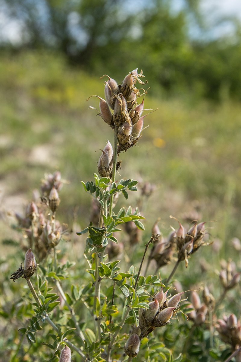 Изображение особи Astragalus albicaulis.