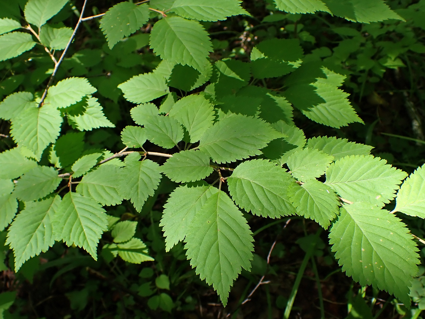 Image of Cerasus maximowiczii specimen.