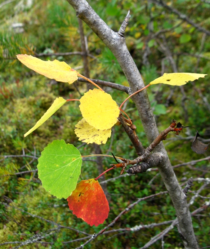 Image of Populus tremula specimen.