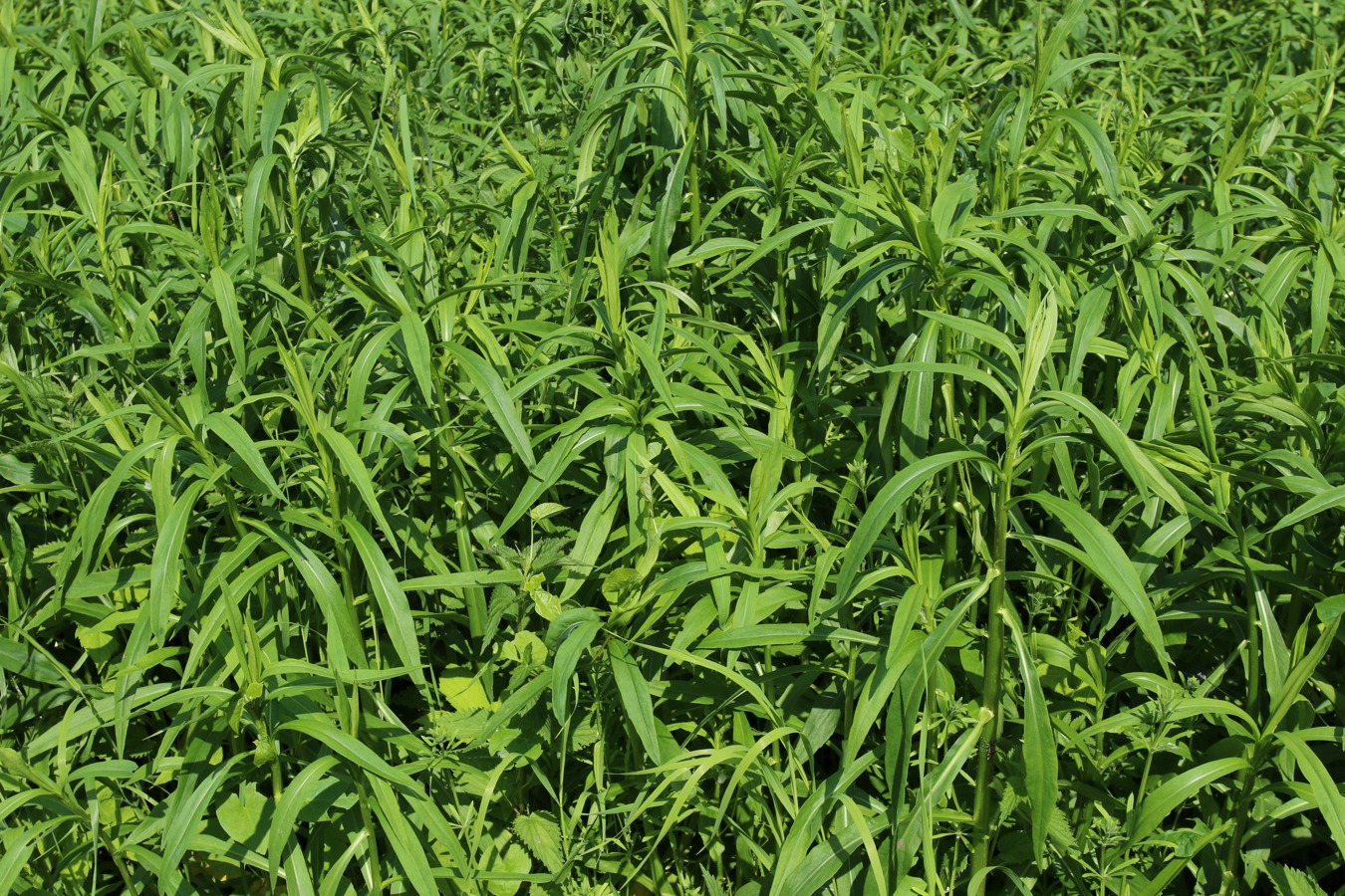 Image of Symphyotrichum lanceolatum specimen.