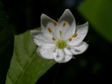Trientalis europaea