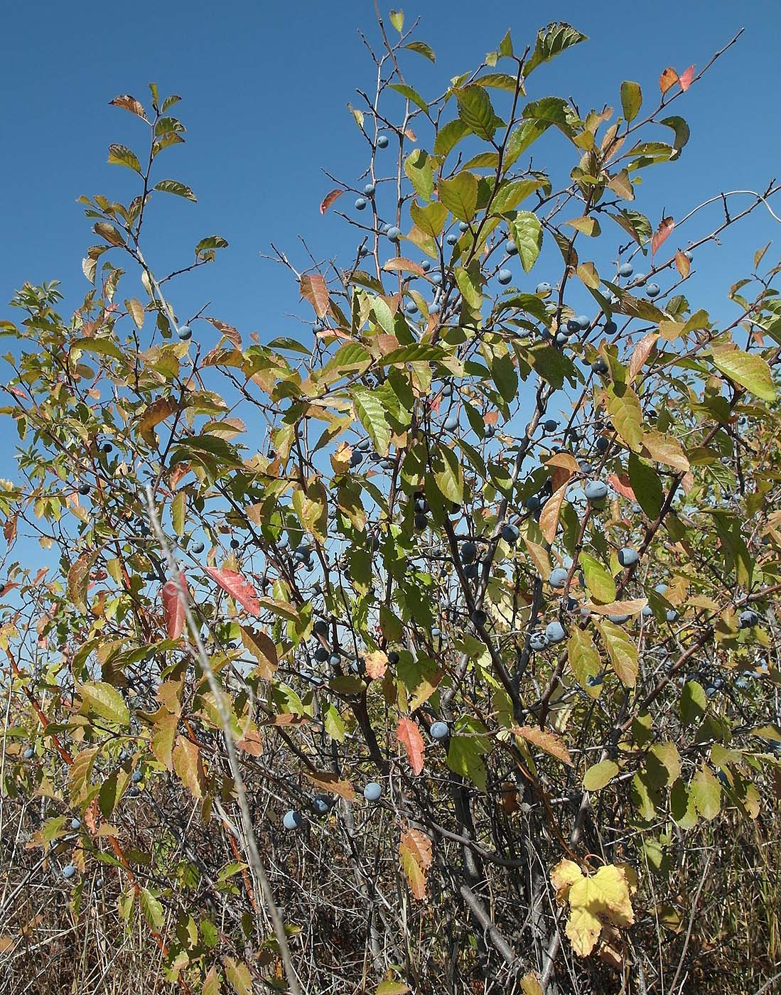 Image of Prunus spinosa specimen.