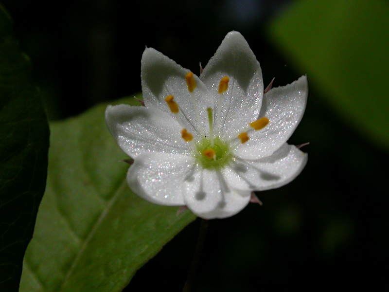 Изображение особи Trientalis europaea.