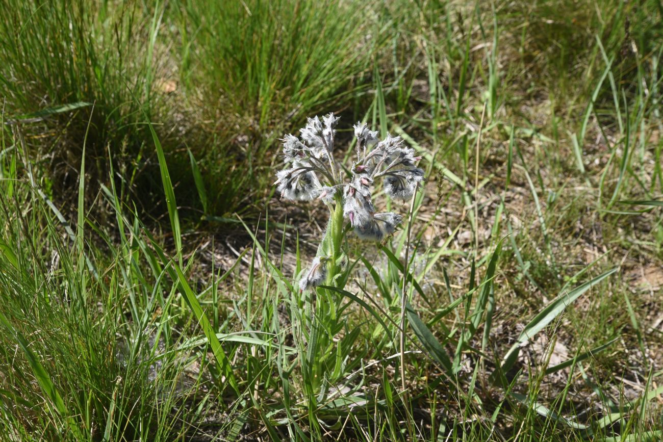 Image of Rindera lanata specimen.